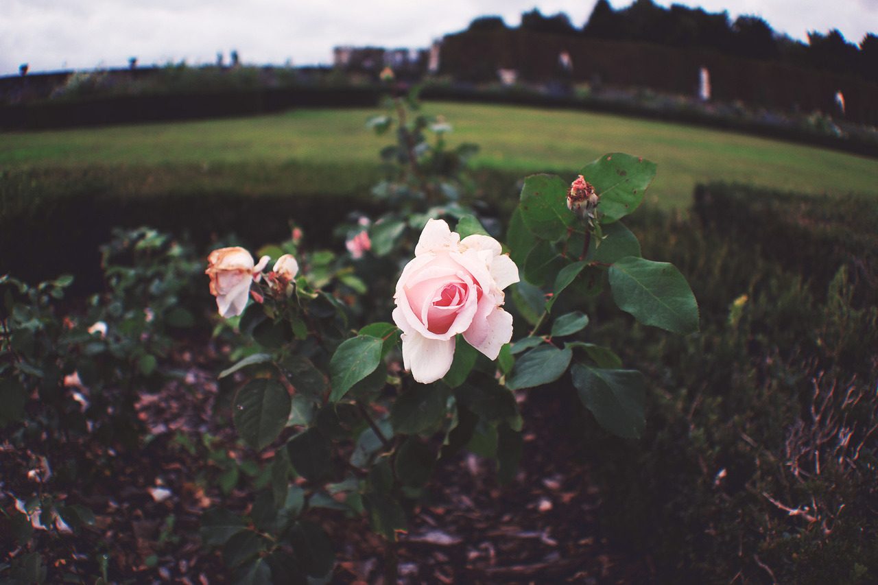 A pale pink rose in a formal garden at Versailles.
